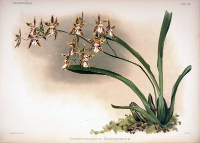 Odontoglossum constrictum como sin.: Odontoglossum sanderianum de London H. Sotheran and Co.